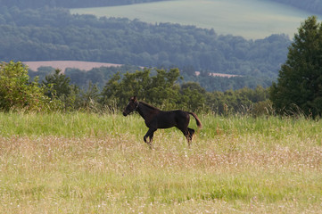 Foal running through a meadow