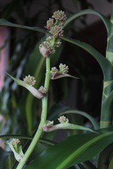 cima di dracena fiorita