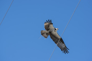 Osprey Bird over power lines