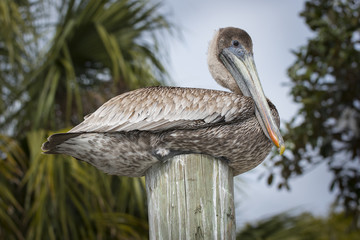Brown Pelican on a wooden post birds of florida