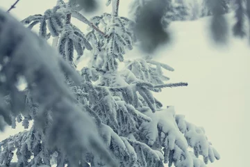 Fototapete Winter Winter forest