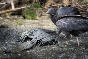 Vultures Feeding on Bird Carcass