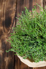 Lemon thyme plant