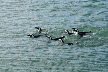 Jackass penguins Namibia, Africa