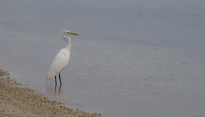 Great White Egret Horizontal composition with copy space