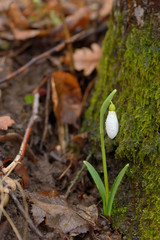 Snowdrops in a forest