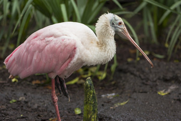 Roseate spoonbill Platalea ajaja