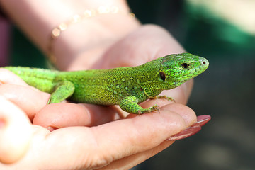 green lizard lacerta viridis in human hands