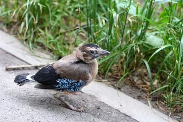 Jay in the forest