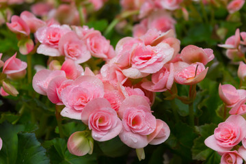 begonias (Begonia tuberhybrida) in garden