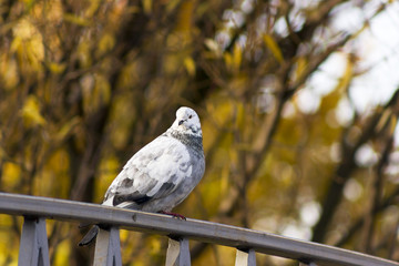 Columba livia (dove)