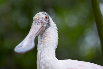 Roseate spoonbill Platalea ajaja