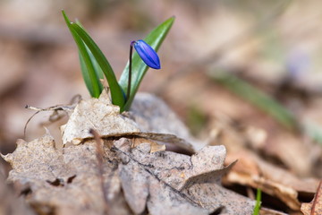 Snowdrops in the woods.
