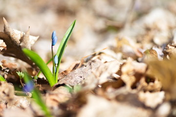 Snowdrops in the woods.