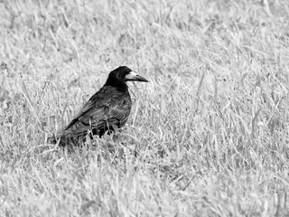 Black crow on the grass