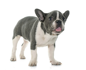 grey french bulldog