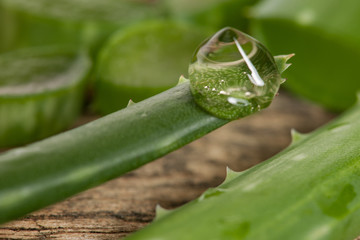 Transparent Drop of Aloe vera gel on a tip of green fresh aloe v
