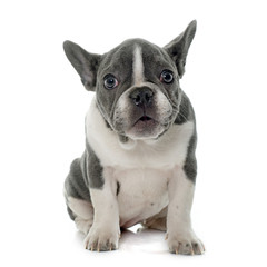 grey french bulldog