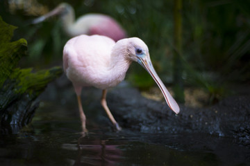 Roseate spoonbill Platalea ajaja