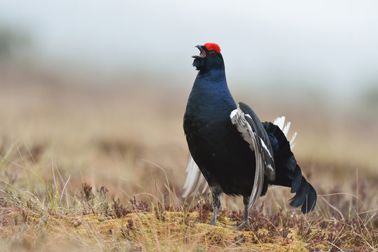 Black Grouse (Tetrao tetrix) calling. Black Grouse in the mist. Misty morning. Forest. Bog. Spring.