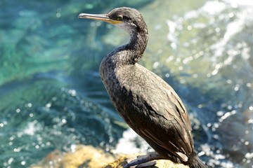 Wild bird standing on stone