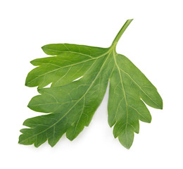 Obraz premium Fresh parsley close-up isolated on a white background.