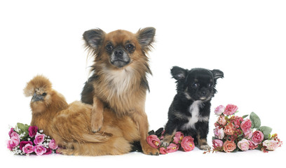chicken and chihuahua
