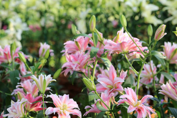 Obraz na płótnie Canvas Pink lily flowers in garden.