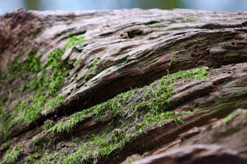 moss on tree trunk
