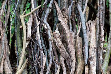 arrangement of logs