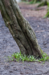 Woodland background
