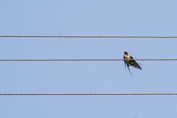 Barn swallow bird on a wire. Blue sky in background. Small bird.