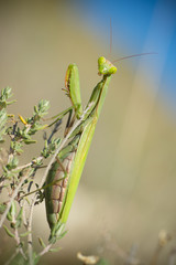 Regard de mante religieuse