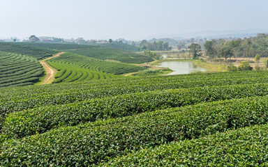 Fototapeta na wymiar Green tea field valley, Chiang Rai