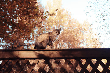 concept autumn in city