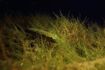 Underwater World on the lake, reeds and clear water