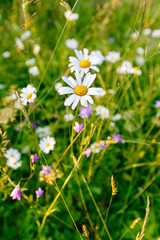 Wild daisy flowers on a field on a sunny day.