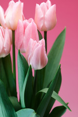 チューリップの花