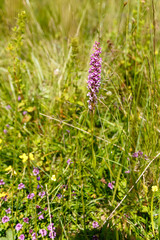 Beautiful wildflowers on a meadow