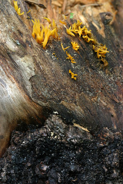 Fuligo septica is a species of plasmodial slime mold