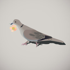 голубь на сером фоне