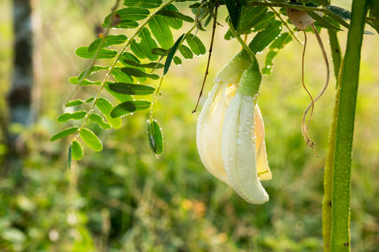 White Agasta ,Thai vegetable with nature background