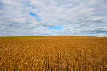 field of ripe wheat