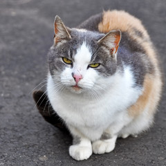 multicolor cat on the road