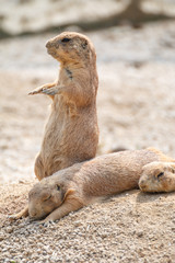 プレーリードッグ