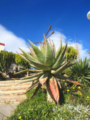 Cape Aloe (Aloe ferox)