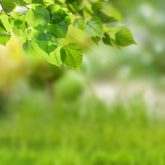Fototapeta na wymiar Nature Green Background