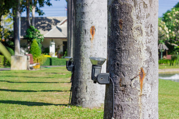 tree lamp at public park
