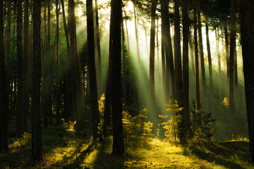 Sonnenstrahlen im Wald, Harz in Deutschland