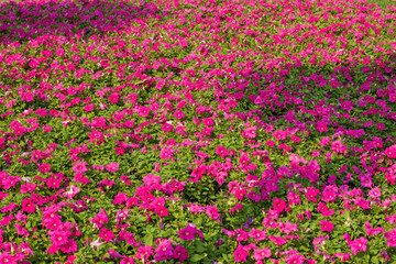 Pretty manicured flower garden with colorful 